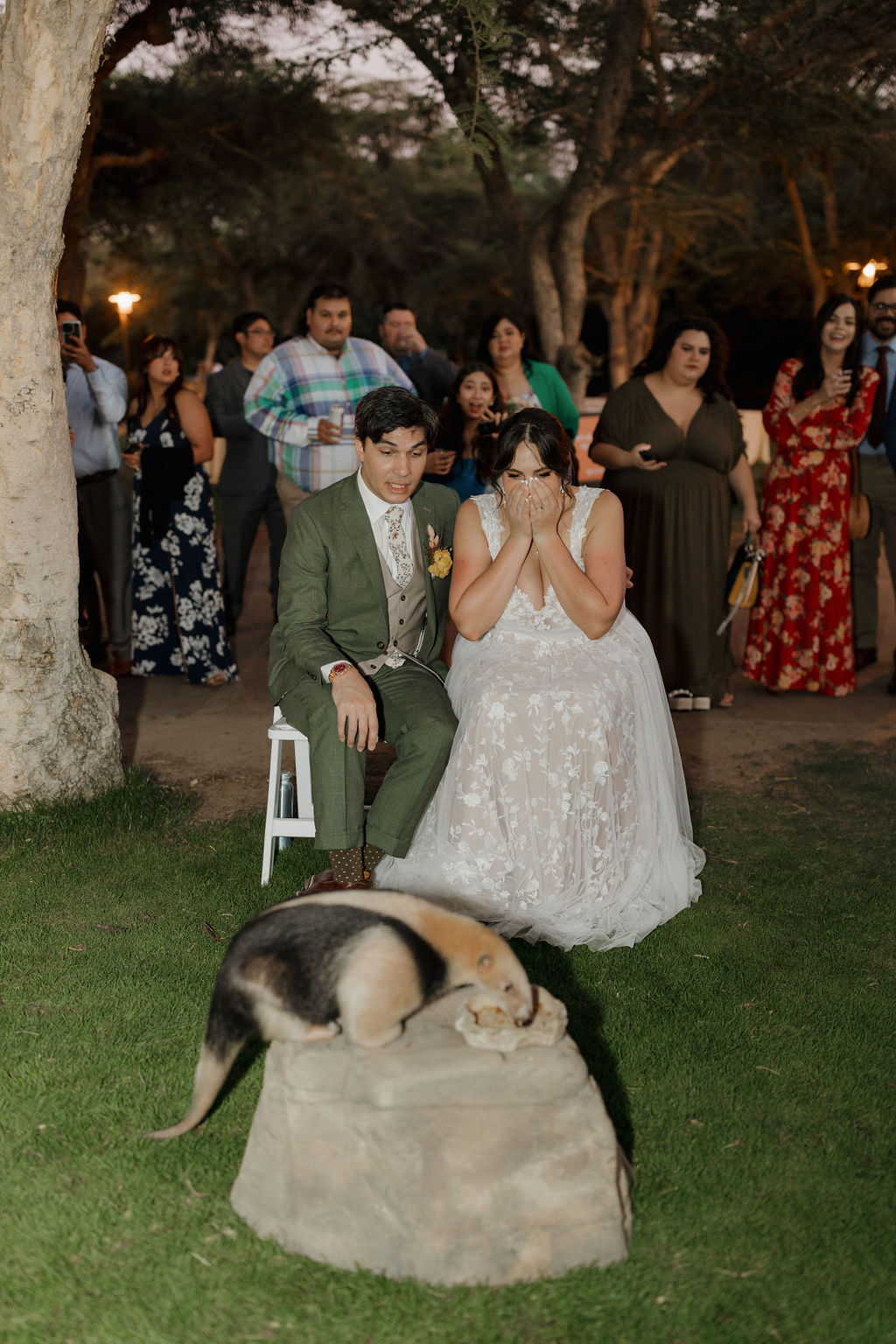 Wedding couple watching an anteater during their animal encounter at the san diego zoo. 